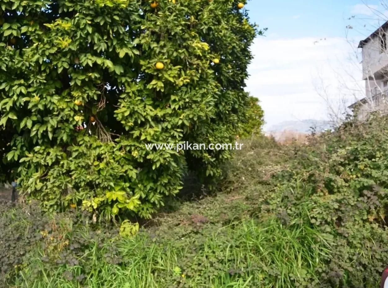 Commercial Zoned Bargain Land For Sale In Dalyan