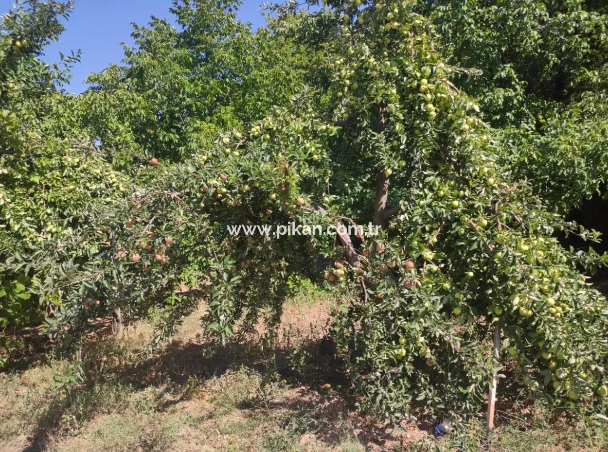 Stone Village House And 1042 M2 Detached Land For Sale On A 504 M2 Plot In Çameli, Cevizli