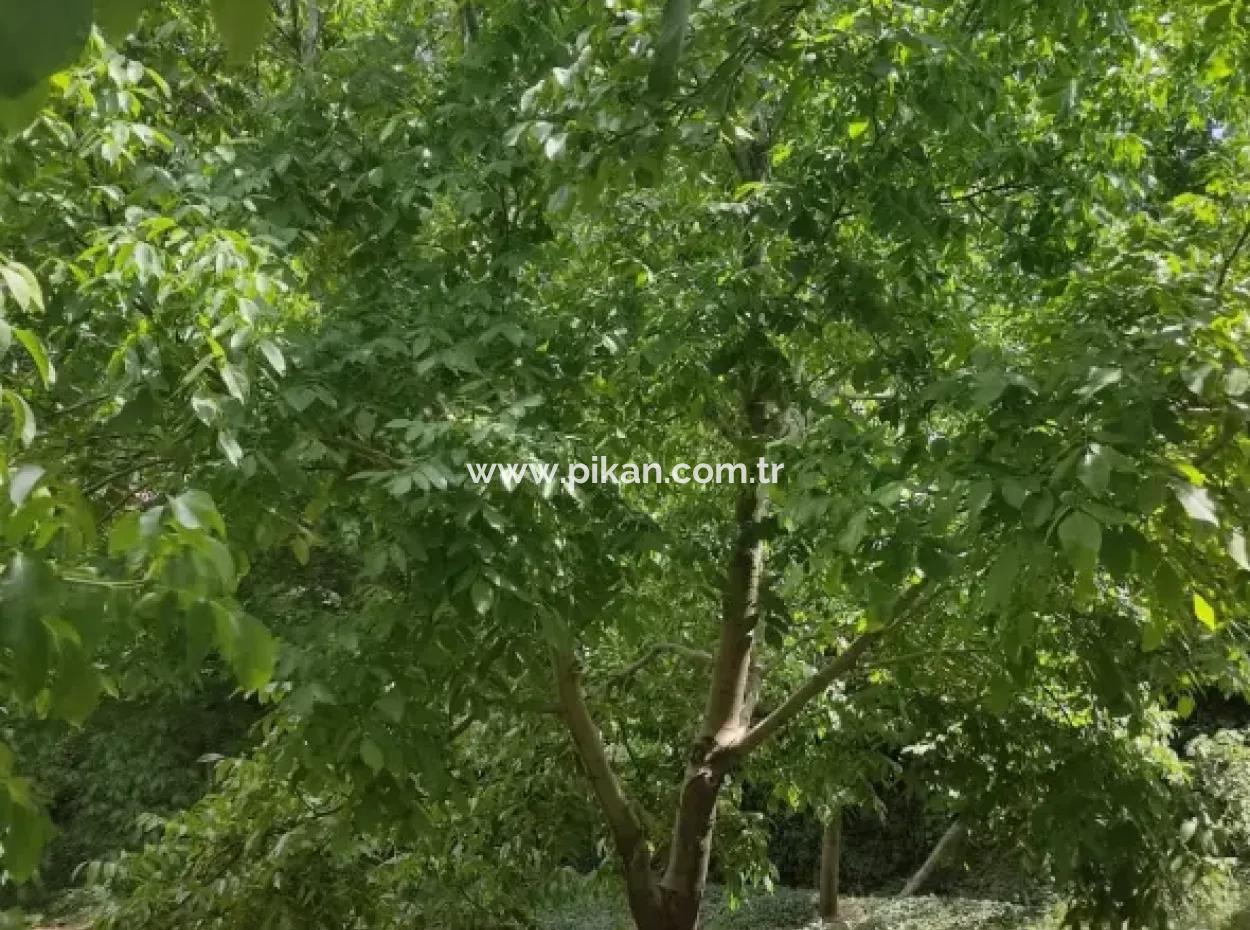 Stone Village House And 1042 M2 Detached Land For Sale On A 504 M2 Plot In Çameli, Cevizli