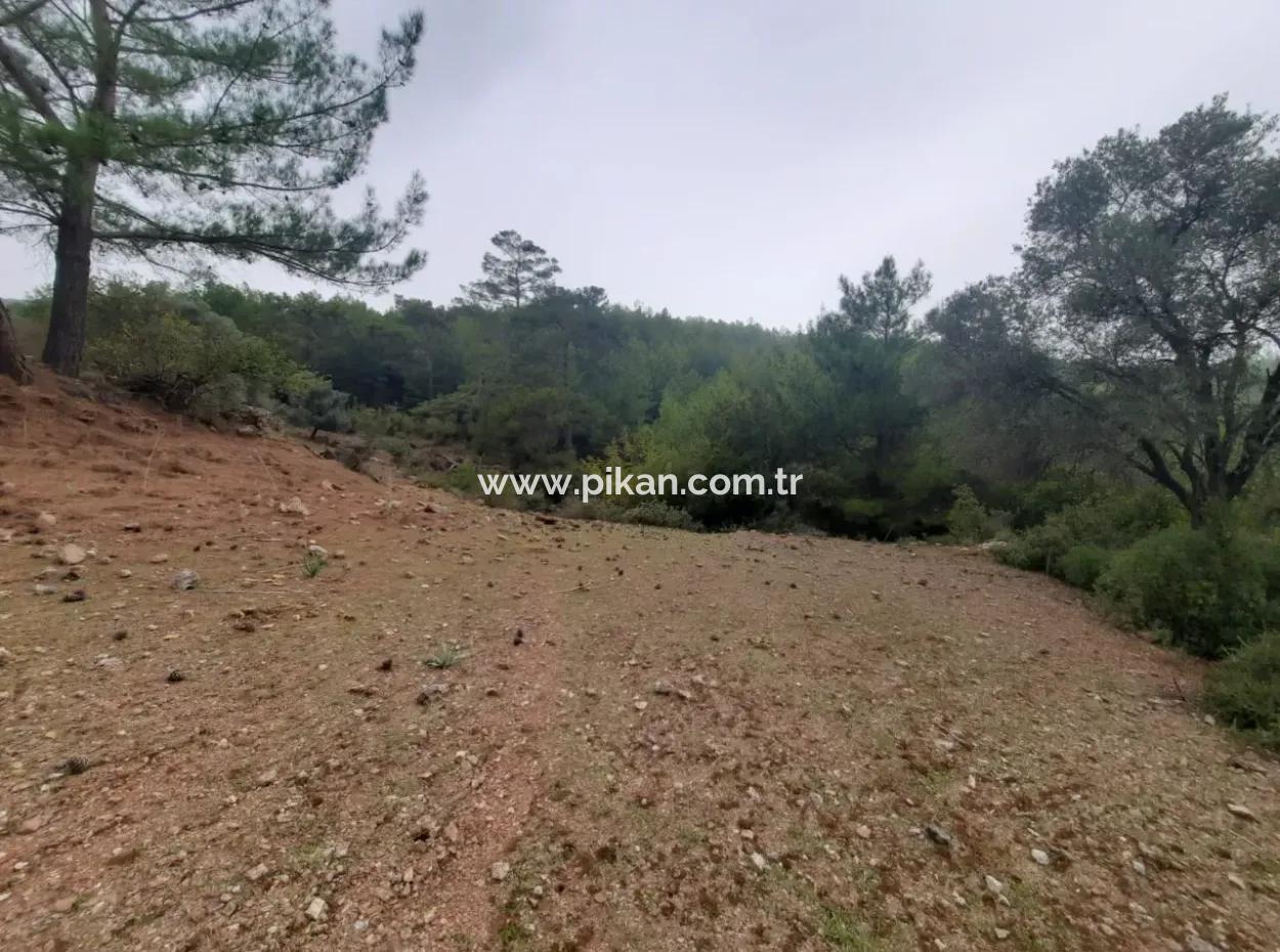 24.000 M2 Detached Land For Sale In Muğla Dalyan Gökbelde Nature