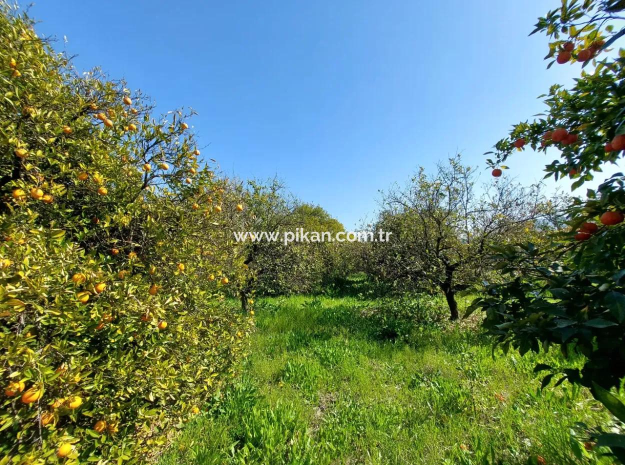 1 520 M2 Land Suitable For Investment For Sale In Ortaca Okçular