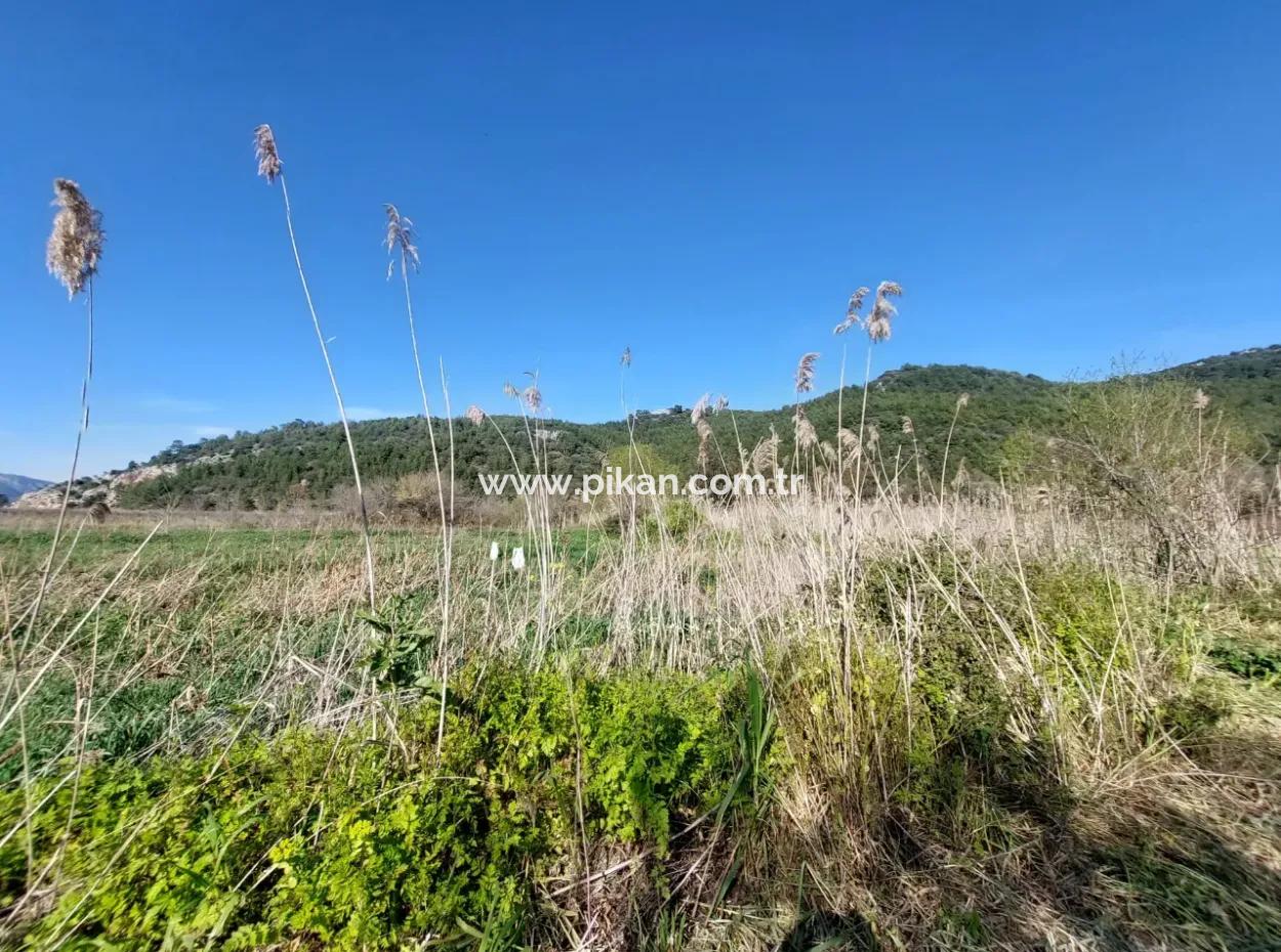 Fertile 6.350 M2 Land For Sale In Muğla Ortaca Güzelyurt