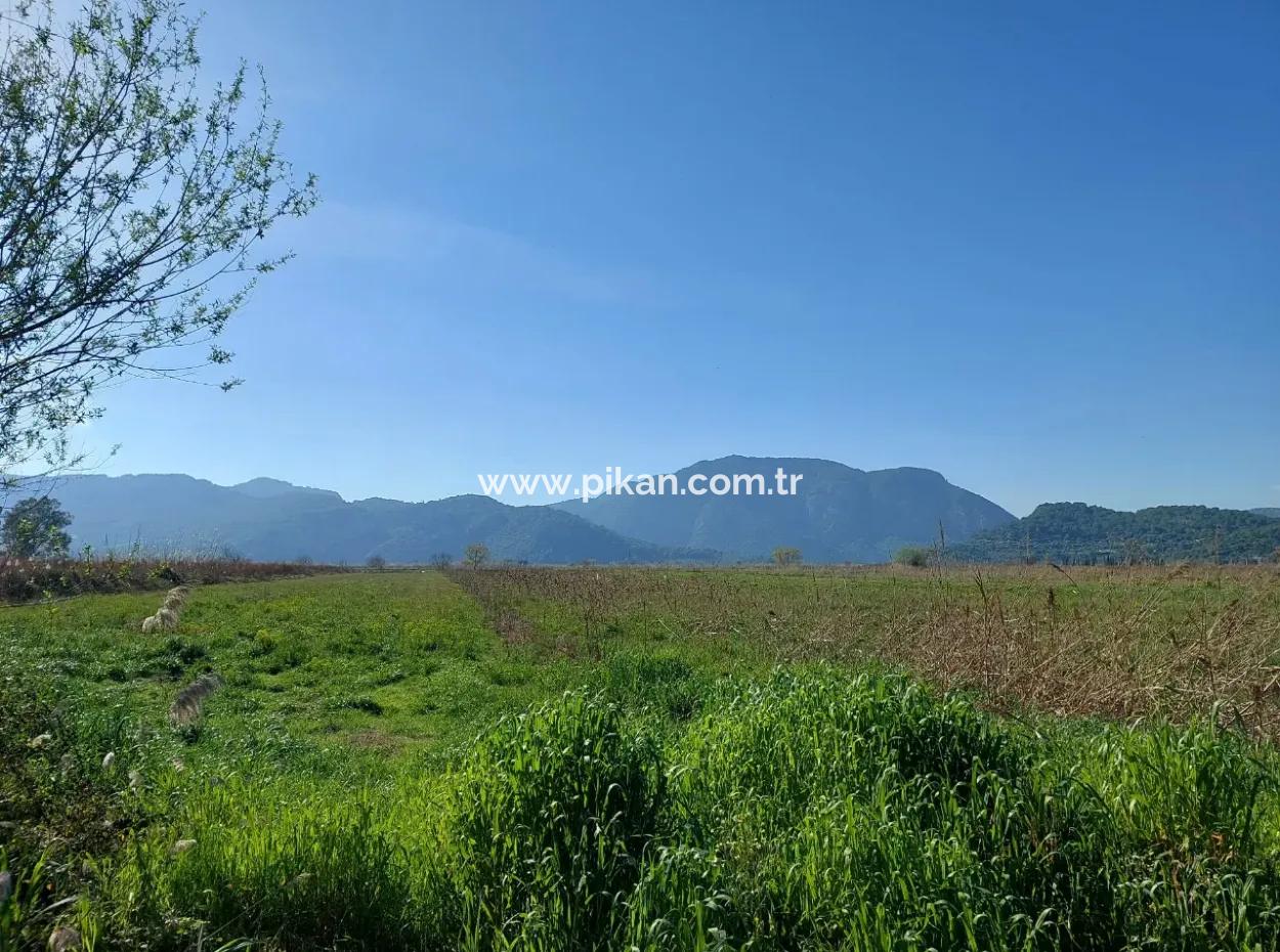 Fertile 6.350 M2 Land For Sale In Muğla Ortaca Güzelyurt