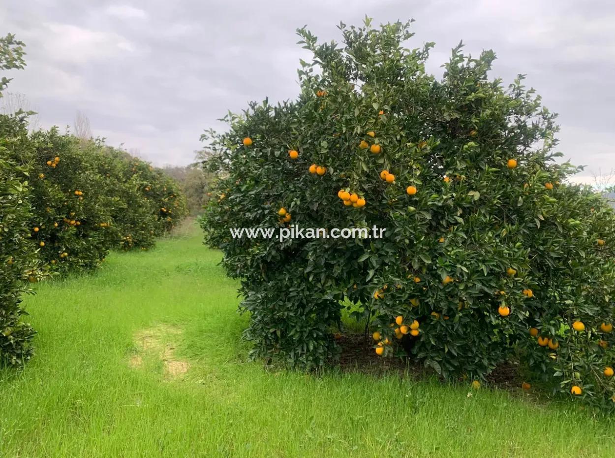 1084 M2 Zoned Bargain Land For Sale In Ortaca Ekşiliyurt