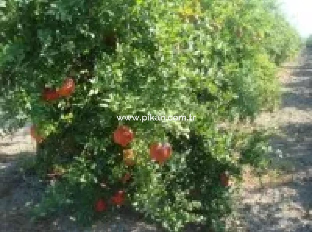 Ortaca, Mergenlide Detached 8.780 M2 Pomegranate Garden For Sale