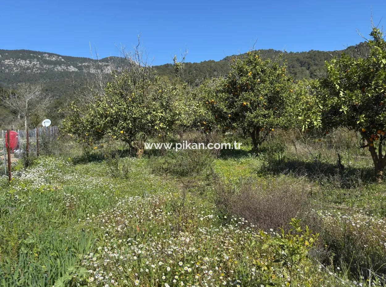 1000 M2 Land For Sale In Köyceğiz Çandır
