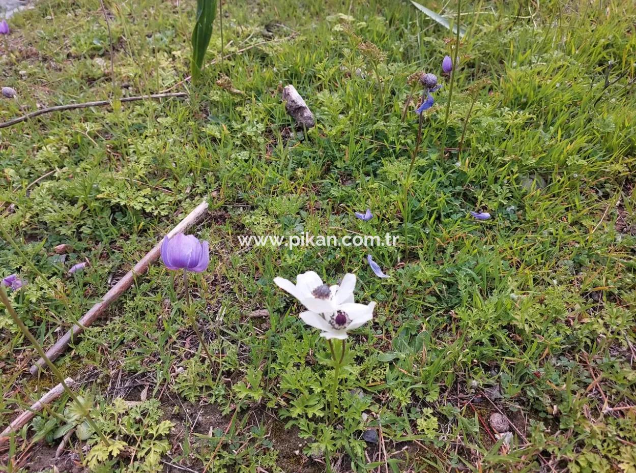 3.500 M2 Detached Land With Sea View For Sale In Dalaman Gürköy