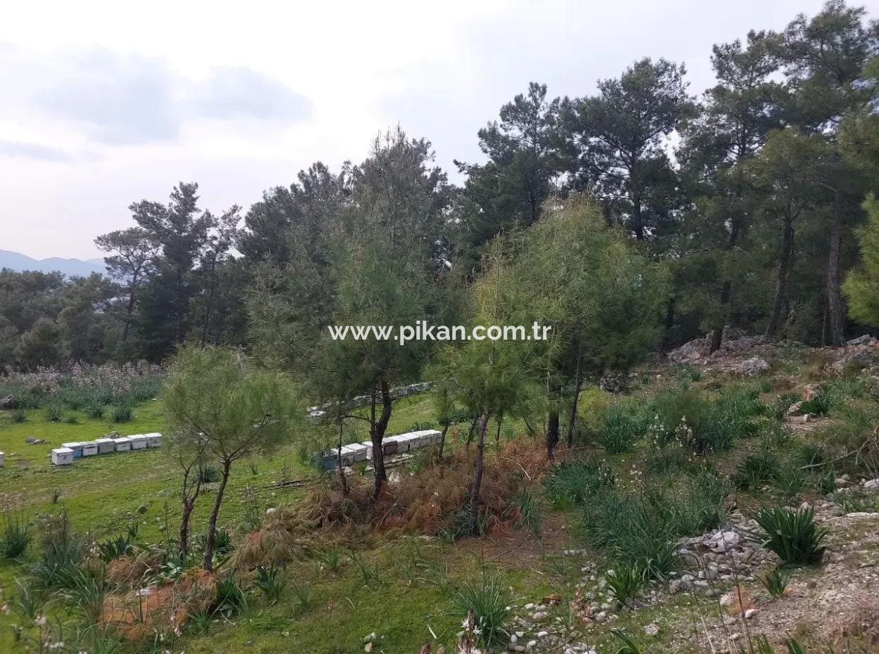 3.500 M2 Detached Land With Sea View For Sale In Dalaman Gürköy