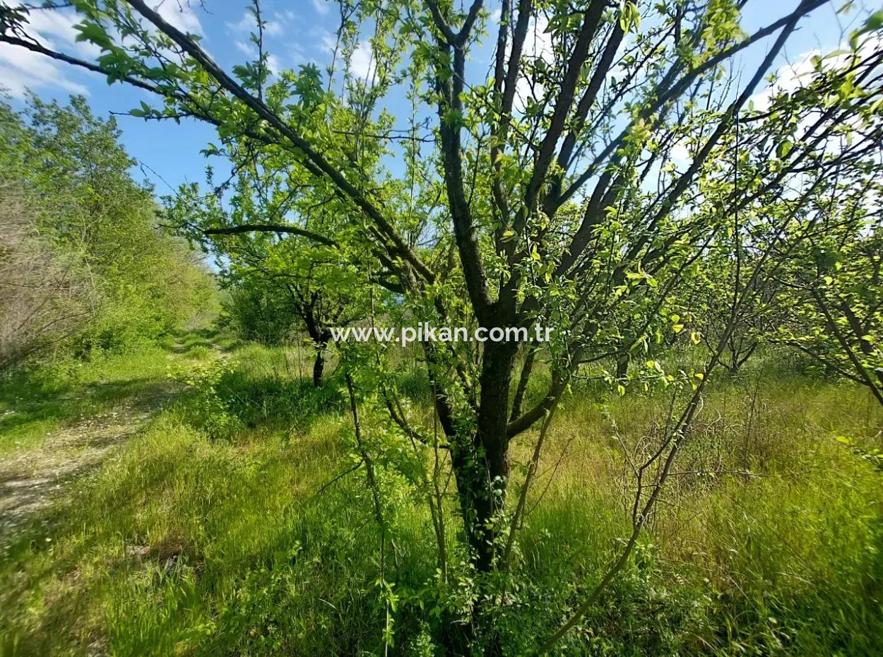 In Muğla Ortaca Eskiköy, 12.805 M2 Of Land With A Share Is For Sale.