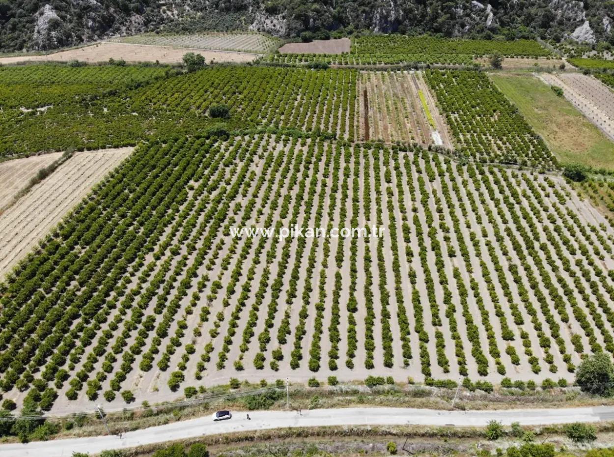 13 500 M2 Field For Sale In Ortaca Mergenli