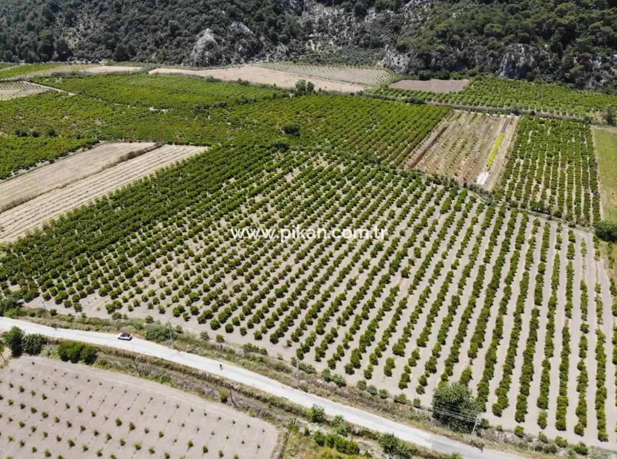 13 500 M2 Field For Sale In Ortaca Mergenli