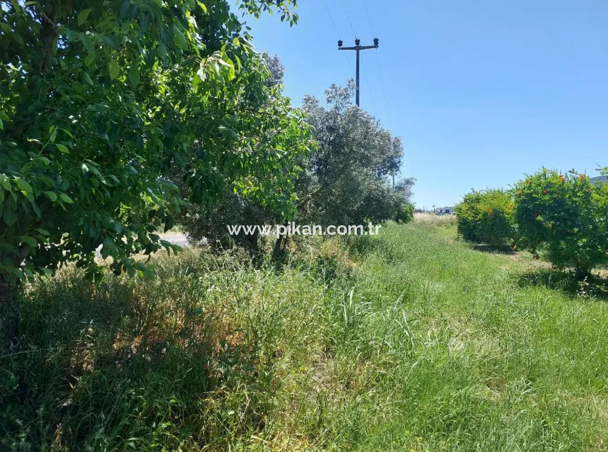 9.000 M2 Pomegranate Garden For Sale In Muğla Ortaca Eskiköy