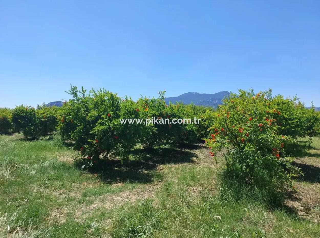 9.000 M2 Pomegranate Garden For Sale In Muğla Ortaca Eskiköy
