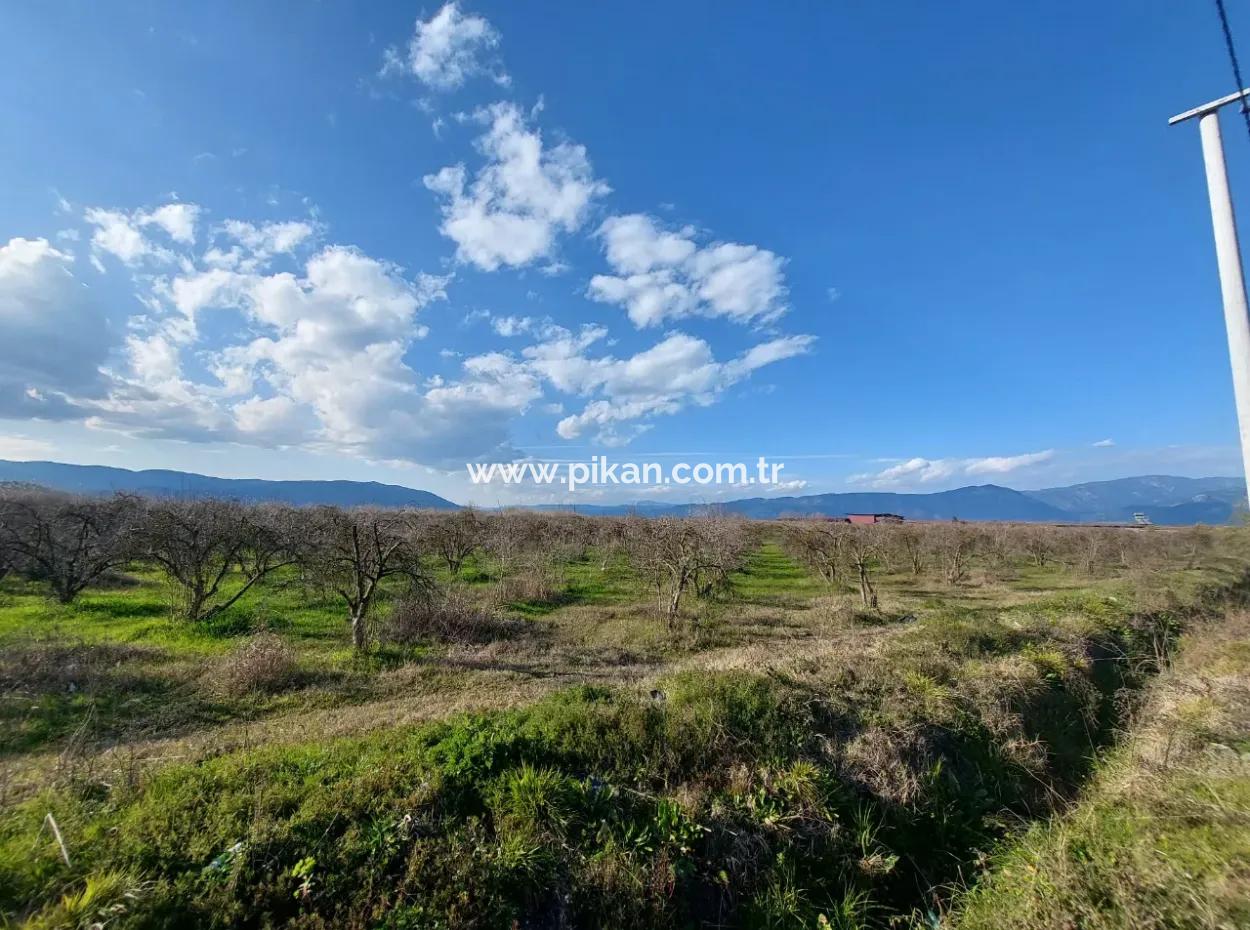 24.800 M2 Investment And Pomegranate Garden Suitable For Agricultural Loan For Sale In Ortaca Tepearası