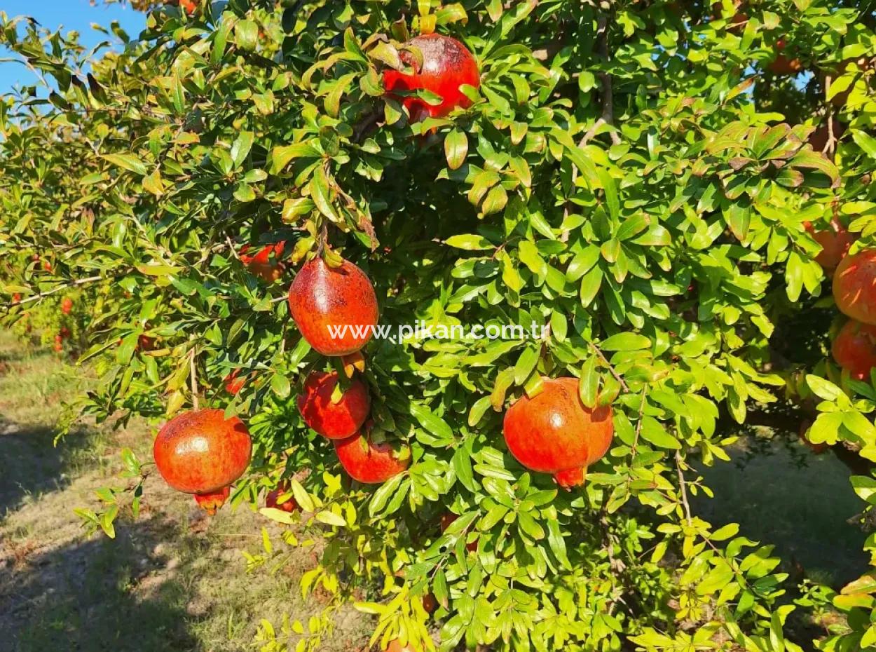 48 Acres Of Pomegranate Fields For Sale In Ortaca Eskiköy