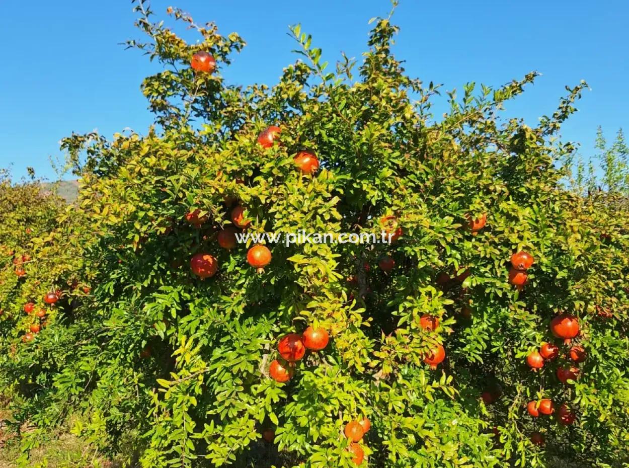 48 Acres Of Pomegranate Fields For Sale In Ortaca Eskiköy