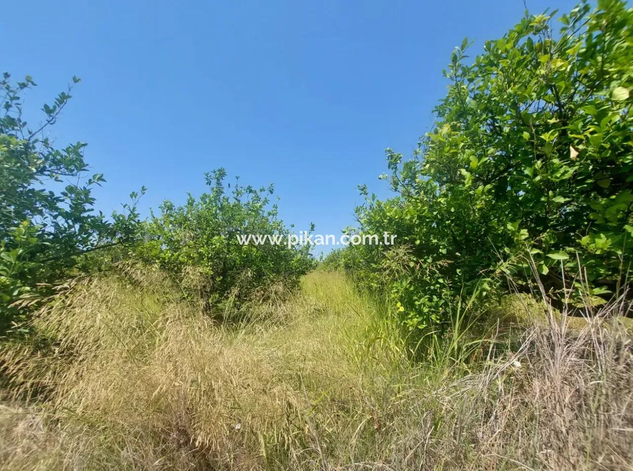 5.200 M² Lemon And Orange Garden For Rent In Dalyan, Muğla