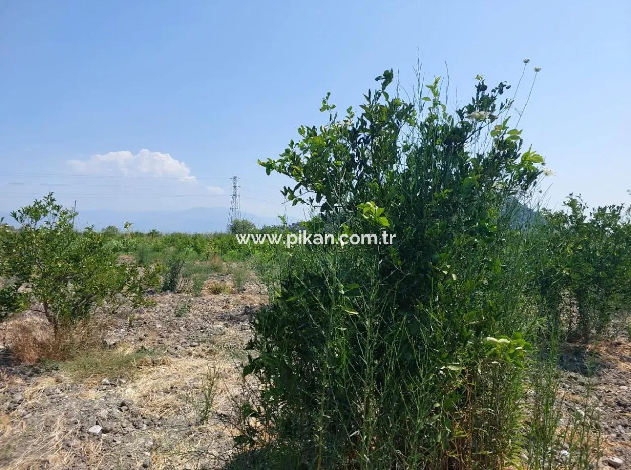 2.800 M² Land For Sale In Dalyan, Muğla, Close To Dalyan Canal