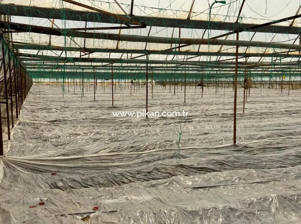 Detached House And Greenhouse For Sale In 5200 M2 Field In Ortaca Eskiköy