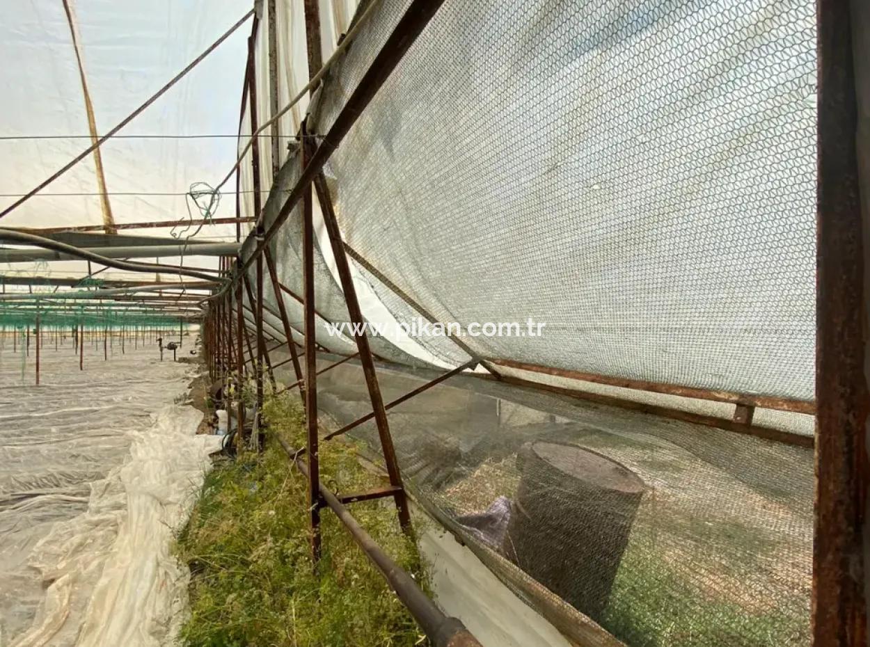 Detached House And Greenhouse For Sale In 5200 M2 Field In Ortaca Eskiköy