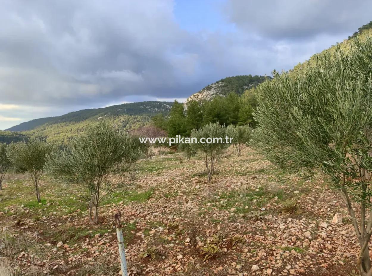 11.600 M² Flat Bargain Land For Sale In Muğla Milas Densityoluk
