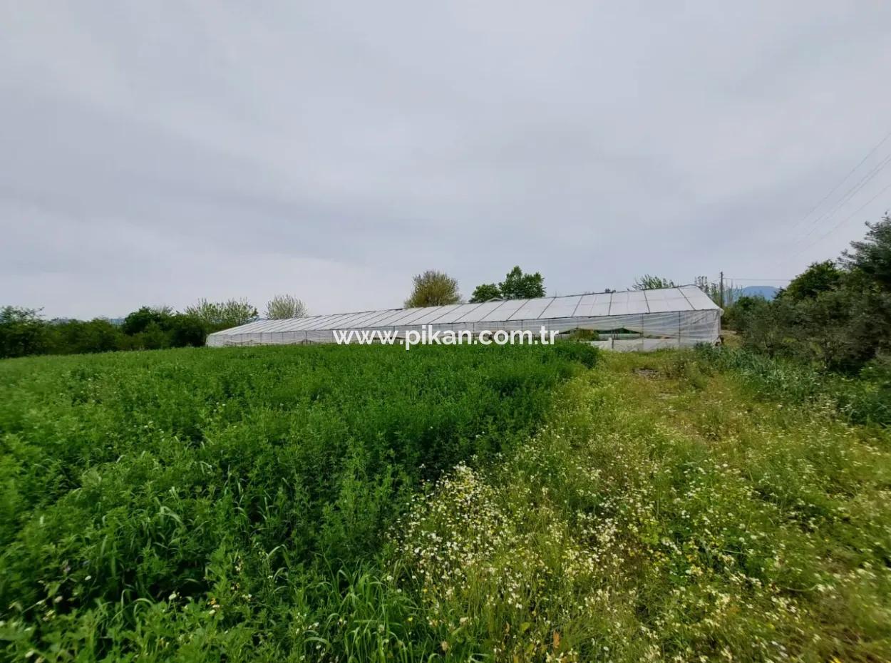 Village House And Farm For Sale On 6.650 M² Fertile Land In Muğla Köyceğiz Poplar