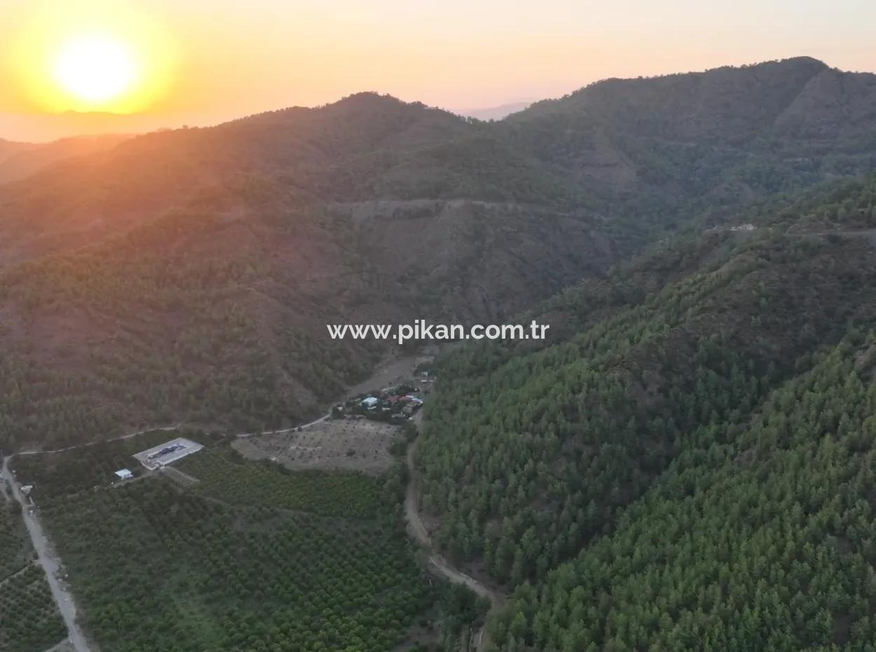 Detached 5.000 M² Lemon Garden With 150 M² Construction Rights In Ortaca Çaylı For Sale Or Exchange