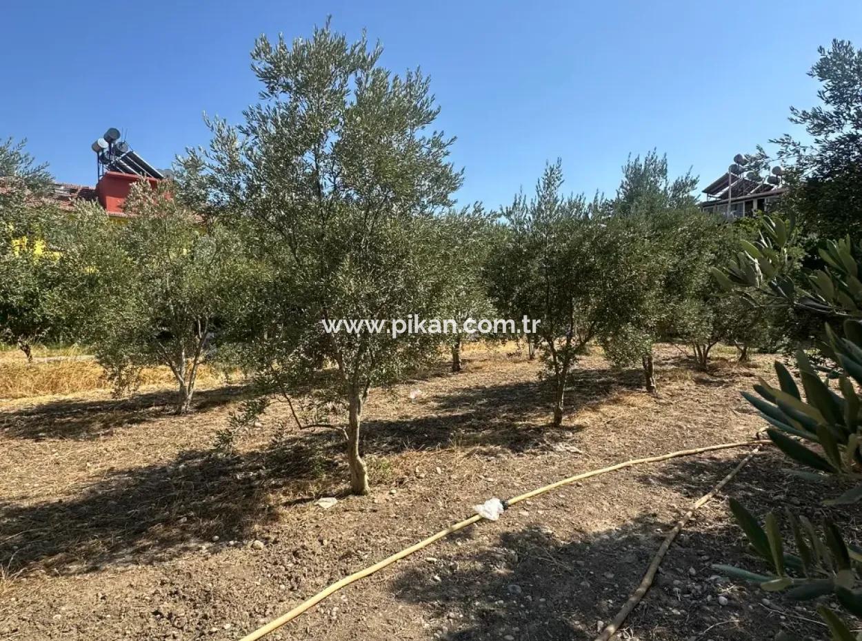 538 M2 Land For Sale In Ortaca Ekşiliyurt