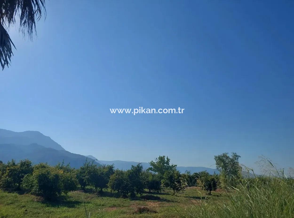 73,500 M² Pomegranate Garden Suitable For Investment In Ortaca Dalyan For Sale