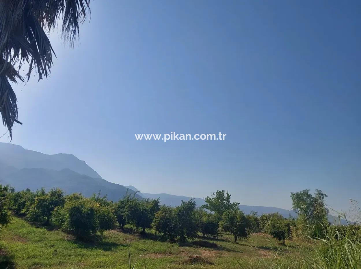 73,500 M² Pomegranate Garden Suitable For Investment In Ortaca Dalyan For Sale