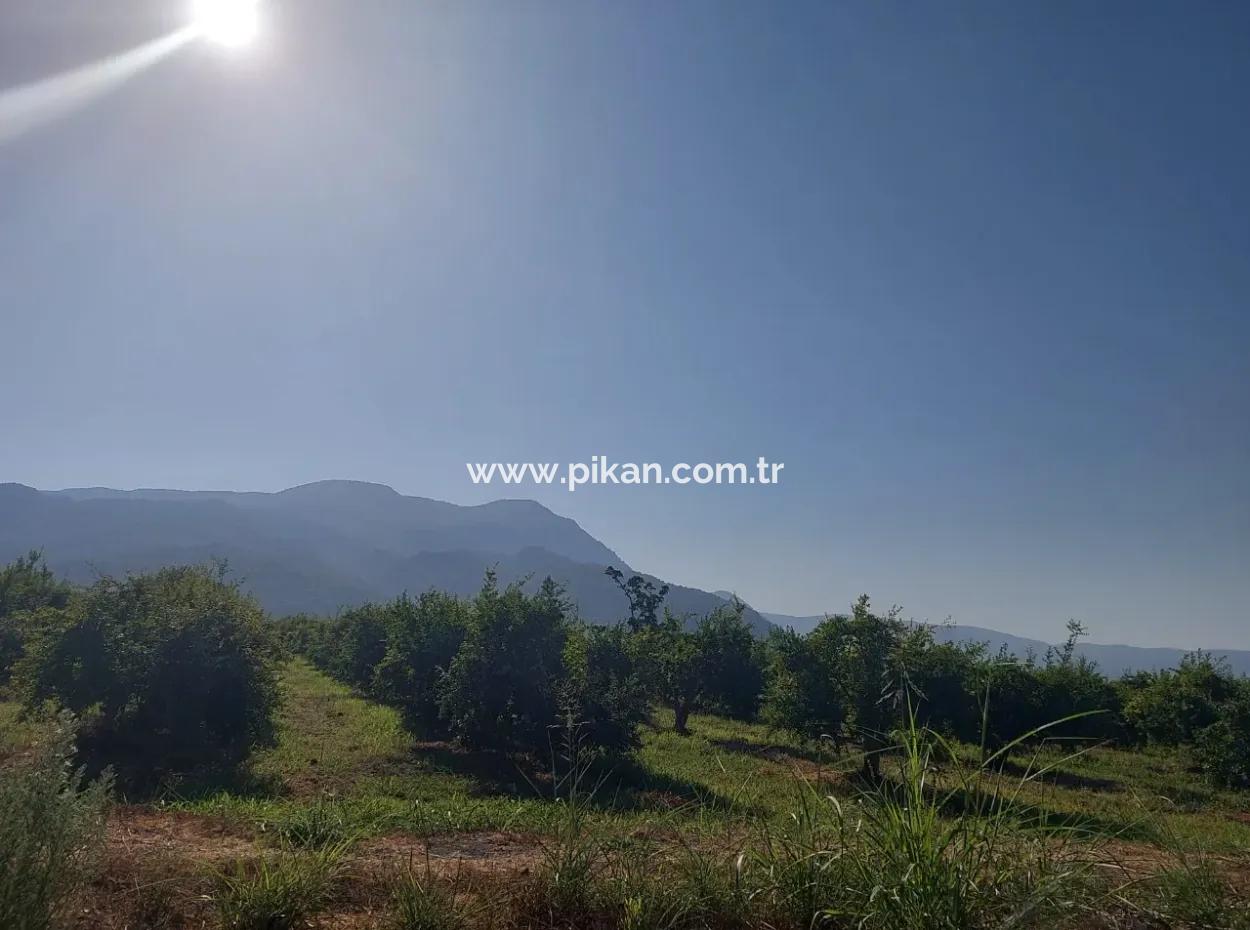 73,500 M² Pomegranate Garden Suitable For Investment In Ortaca Dalyan For Sale