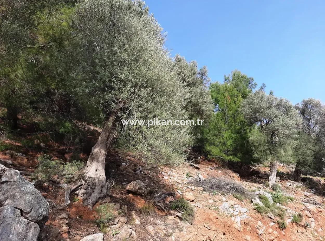 The Right Of Possession Of 3 100 M2 Treasury Land In Muğla Ortaca Dalyan Gökbel Will Be Transferred