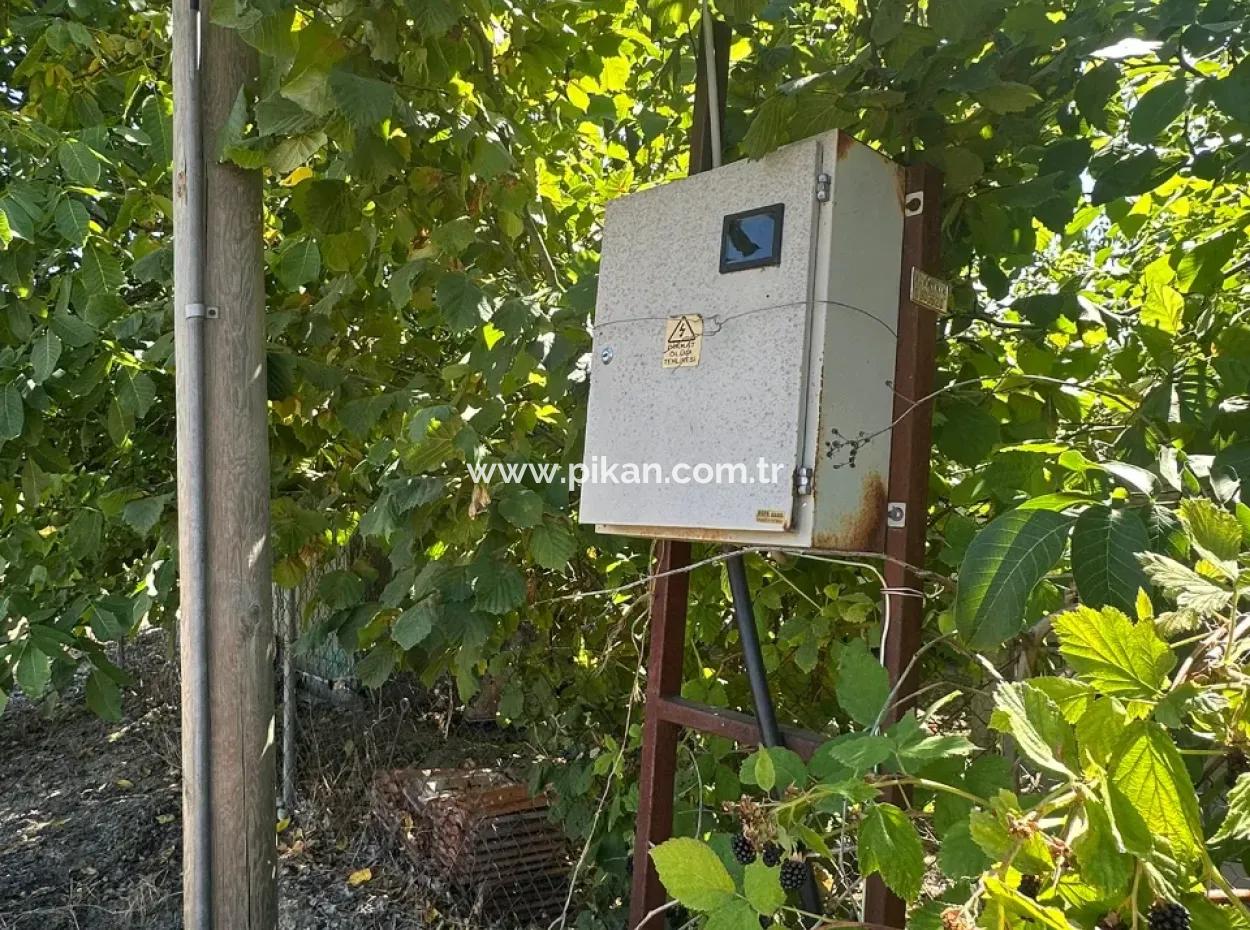 3070 M2 Walnut Orchard For Sale On The Side Of The Main Road In Denizli Çameli