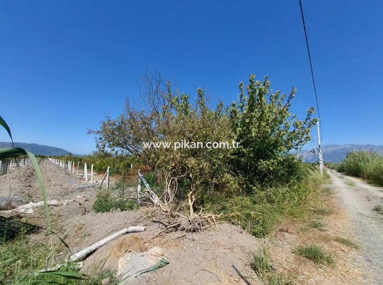 8126 M2 Investment And Pomegranate Orchard Suitable For Zirayi Loan Is For Sale In Ortaca Tepe
