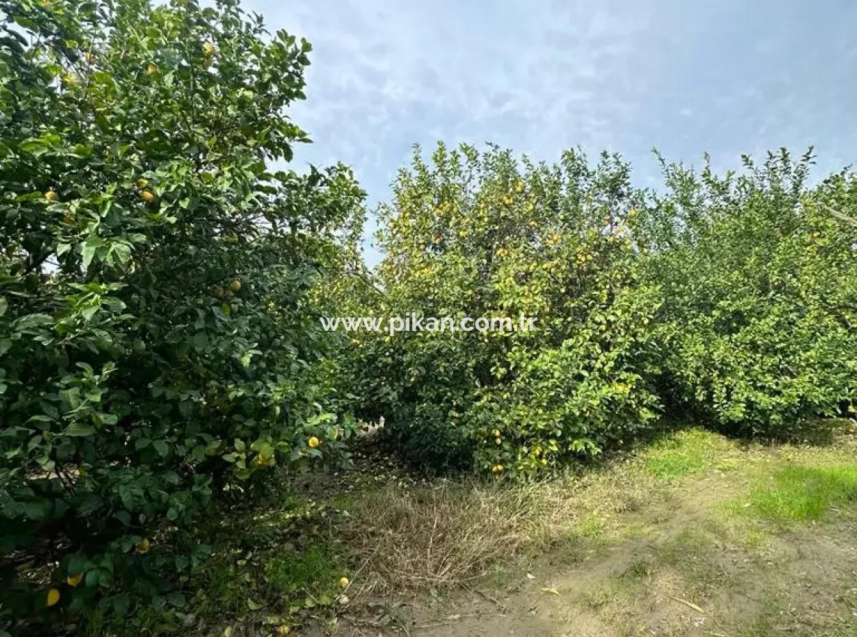 18 Acres Of Land For Sale In Muğla Ortaca Akıncı