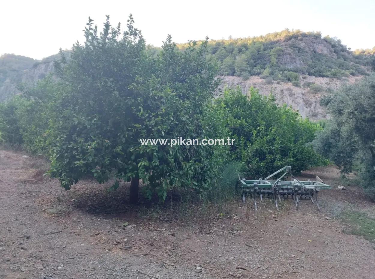 1.300 M2 Detached 250M2 Residential Zoned Land For Sale In Muğla, Ortaca, Karadonlar