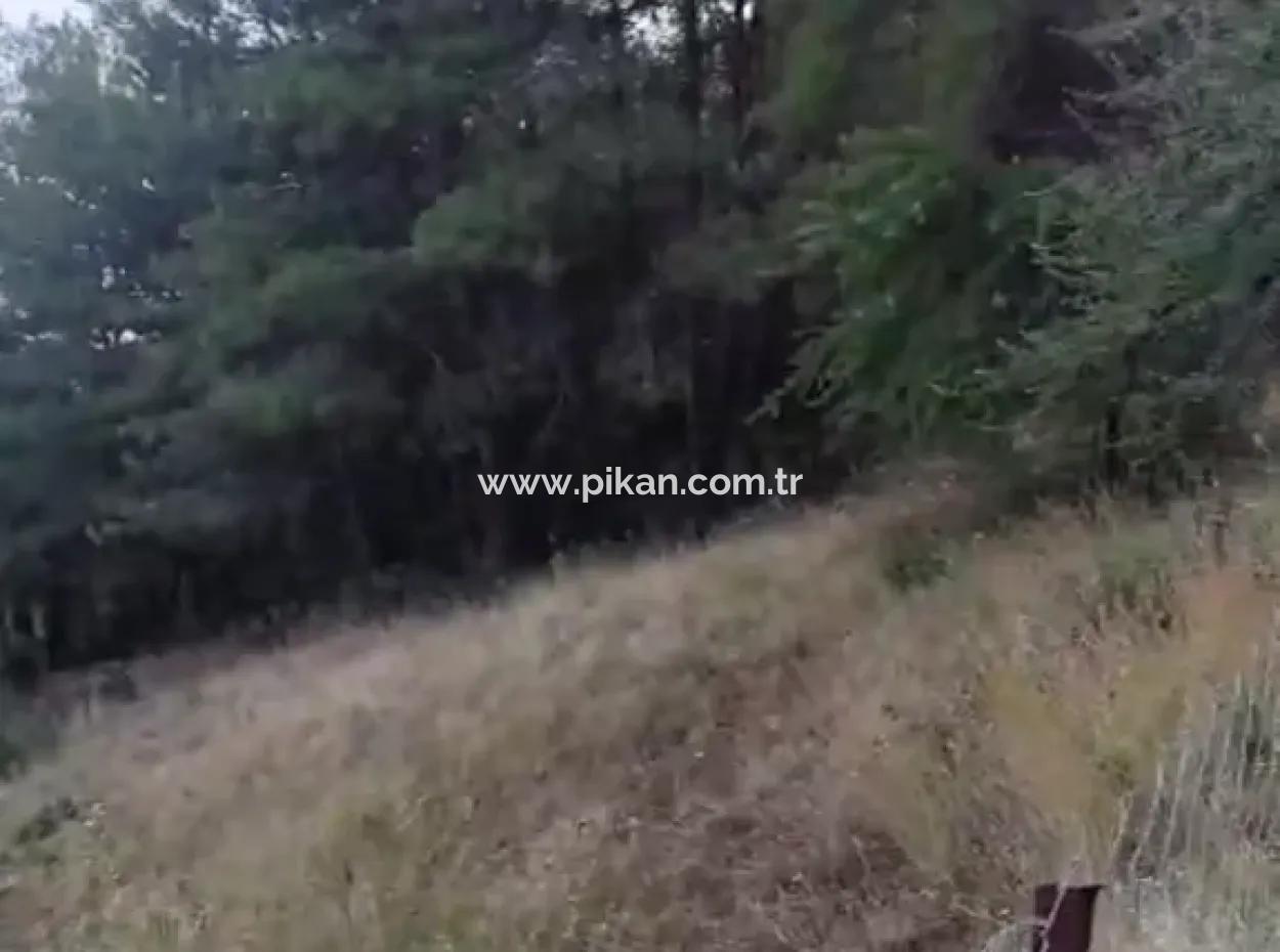 Muğla Ula Çiçek Main Road In Greenery 2.500 2 Detached Land With Title Deed For Sale.