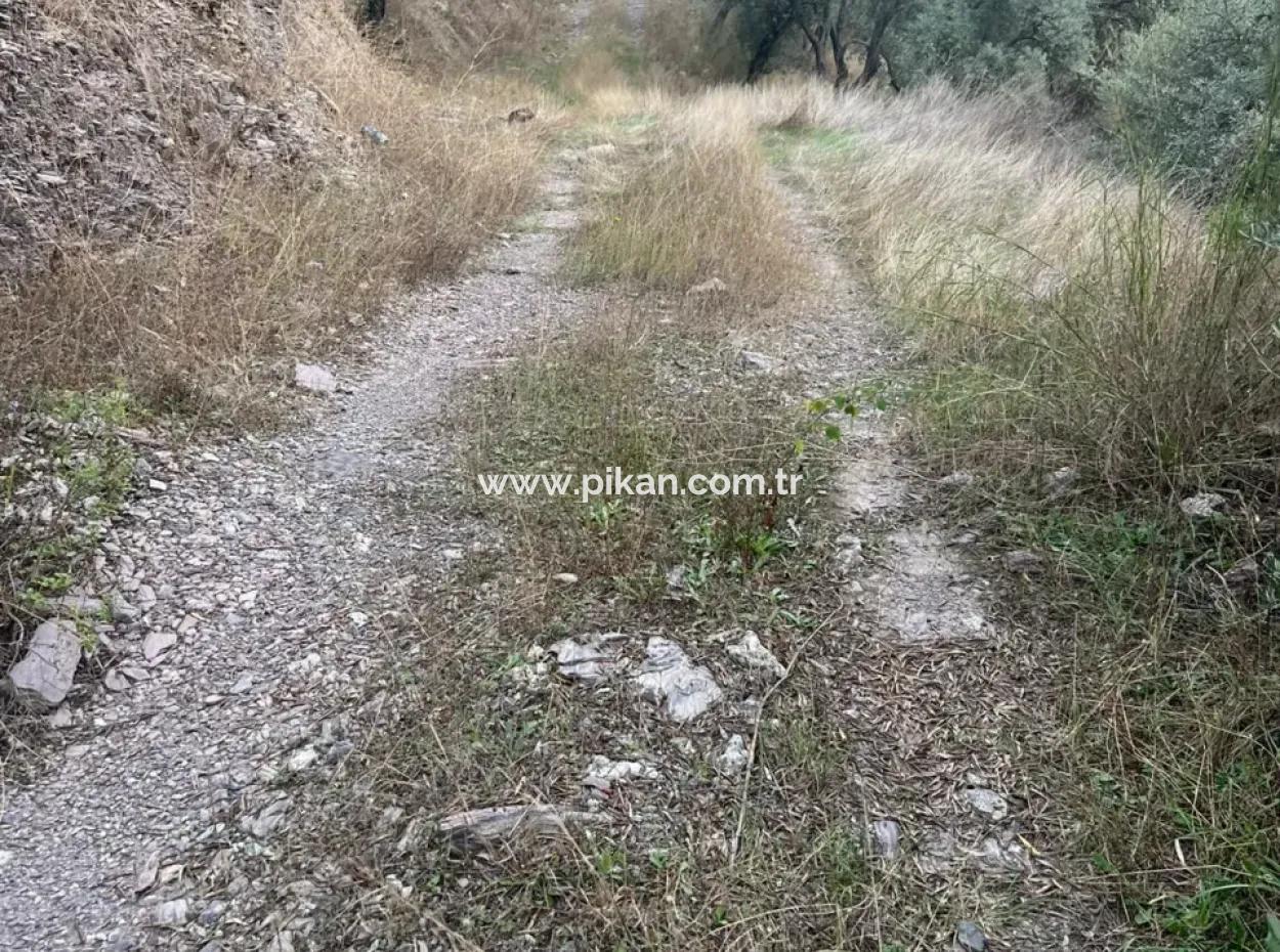 1.025 M2 Qualified Olive Grove Land In Muğla Milas Çakıralan Is For Sale