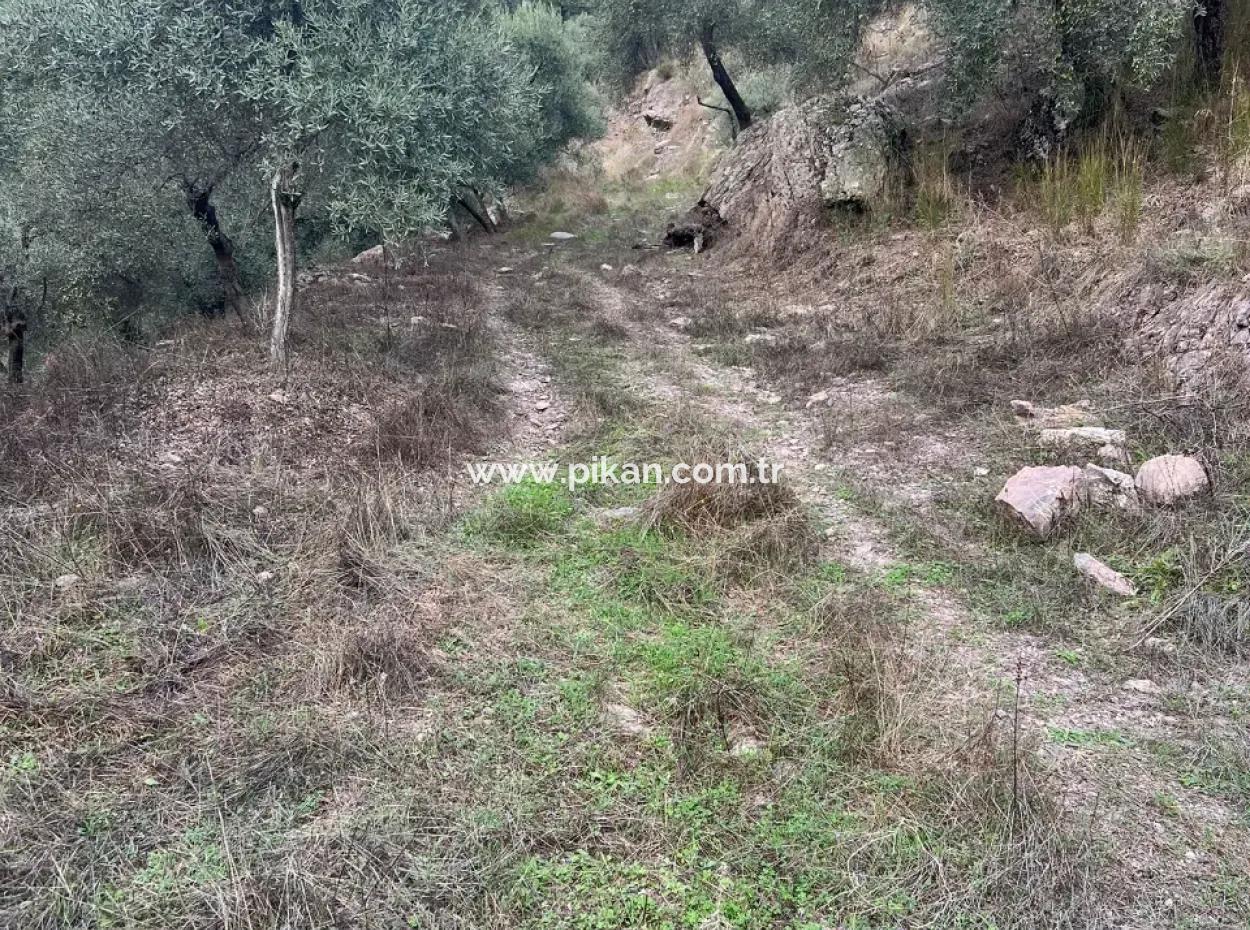 1.025 M2 Qualified Olive Grove Land In Muğla Milas Çakıralan Is For Sale