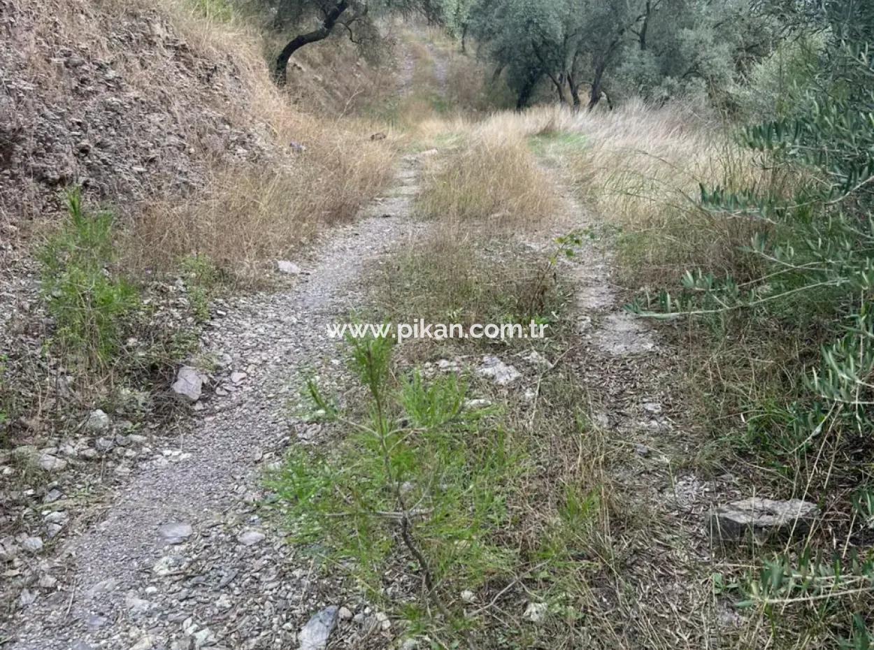 1.025 M2 Qualified Olive Grove Land In Muğla Milas Çakıralan Is For Sale