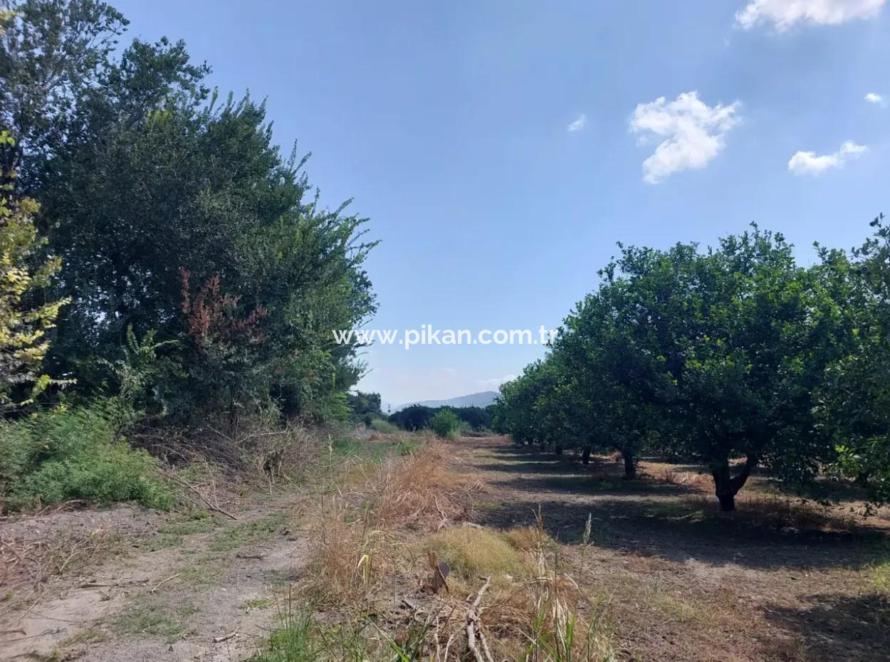Muğla Okçular On The Border Of Dalyan 750 M2 Cooperative Land Is For Sale At An Urgent Bargain Price