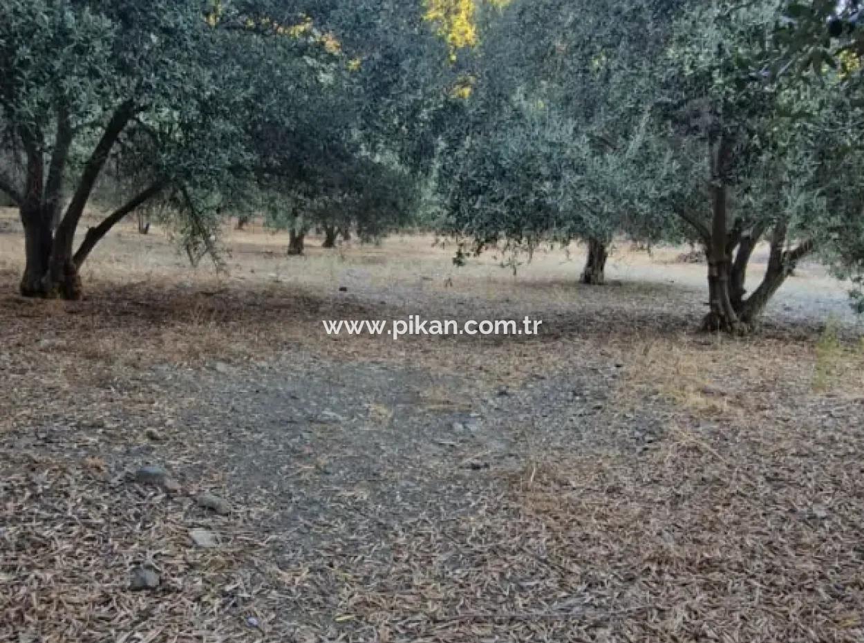 Muğla Köyceğiz Çandır Mah.4 250 M2 Olive Grove For Sale