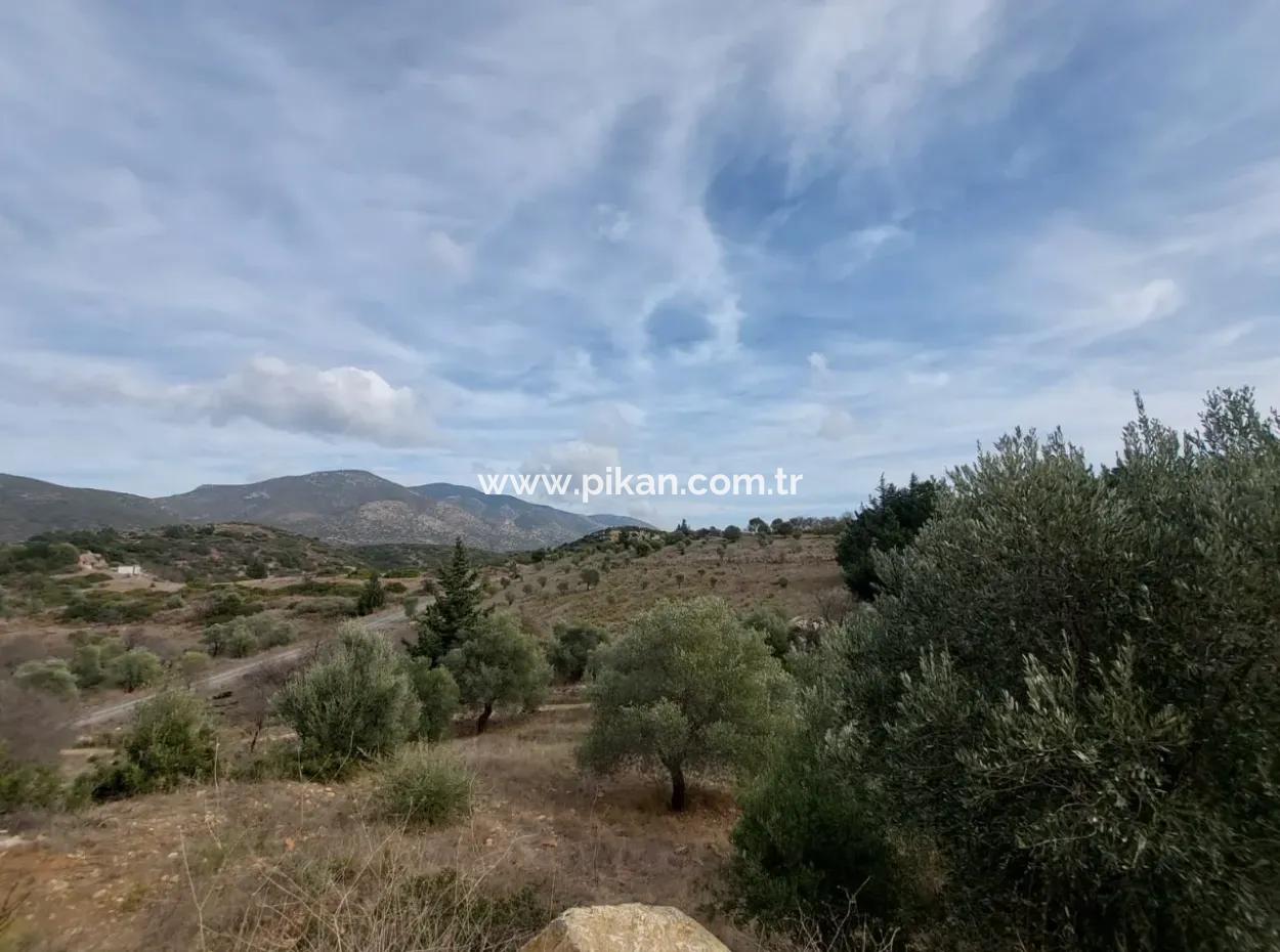 8.400 M² Bargain Olive Grove For Sale With Detached Title Deed In Datça Yazı, Muğla