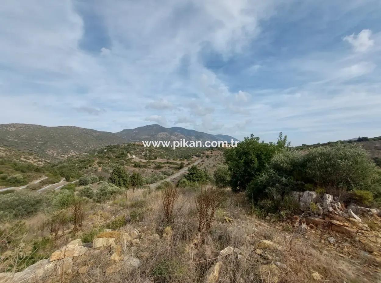 8.400 M² Bargain Olive Grove For Sale With Detached Title Deed In Datça Yazı, Muğla