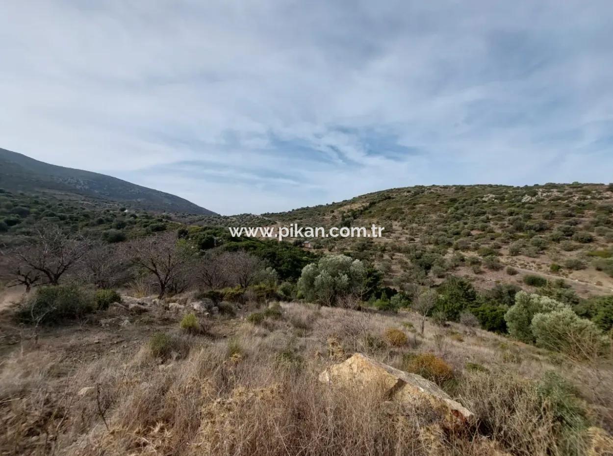 8.400 M² Bargain Olive Grove For Sale With Detached Title Deed In Datça Yazı, Muğla