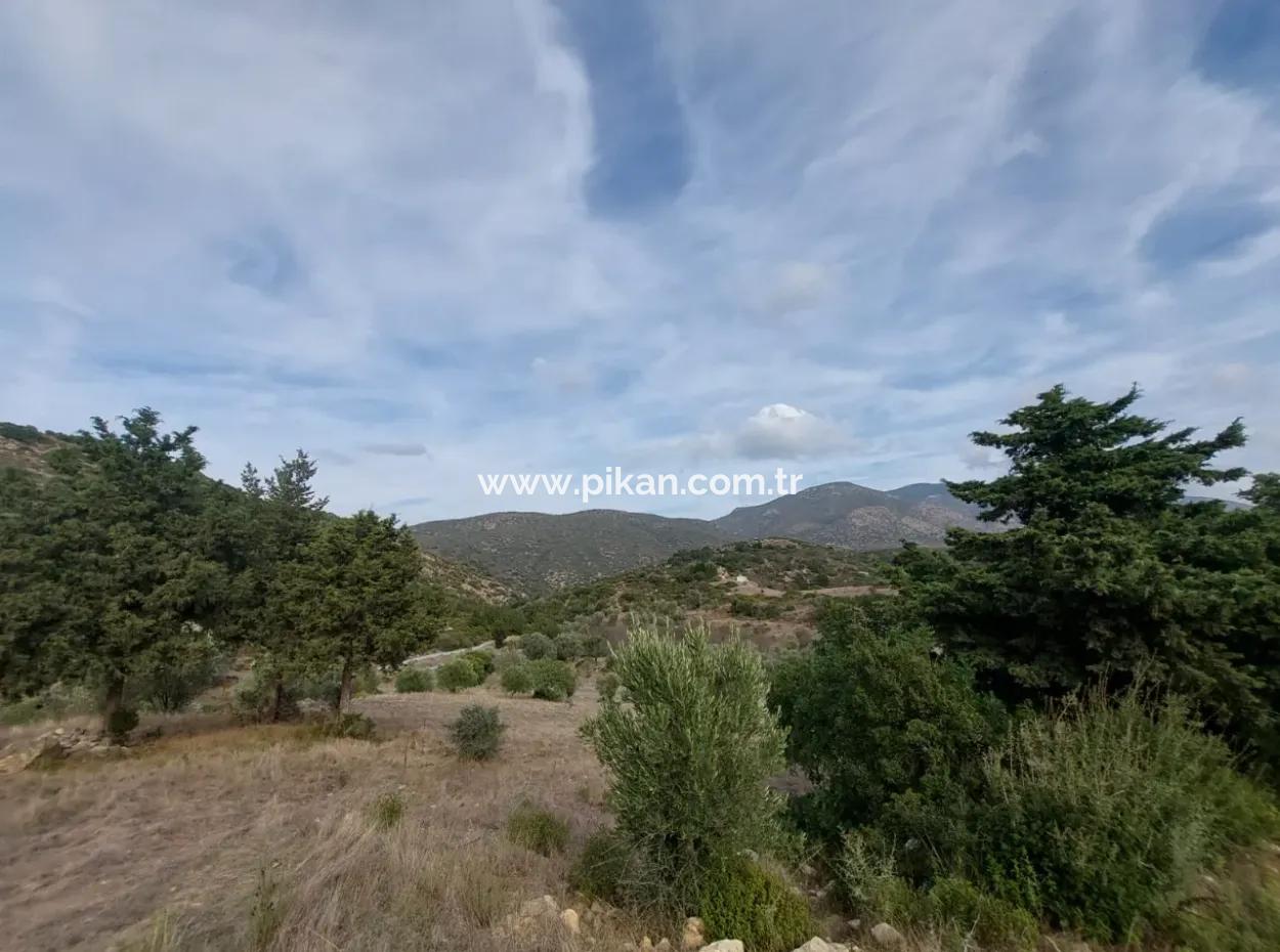 8.400 M² Bargain Olive Grove For Sale With Detached Title Deed In Datça Yazı, Muğla