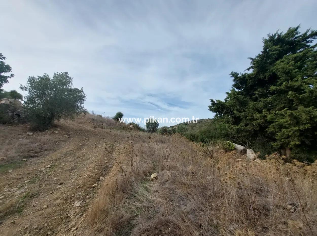 8.400 M² Bargain Olive Grove For Sale With Detached Title Deed In Datça Yazı, Muğla