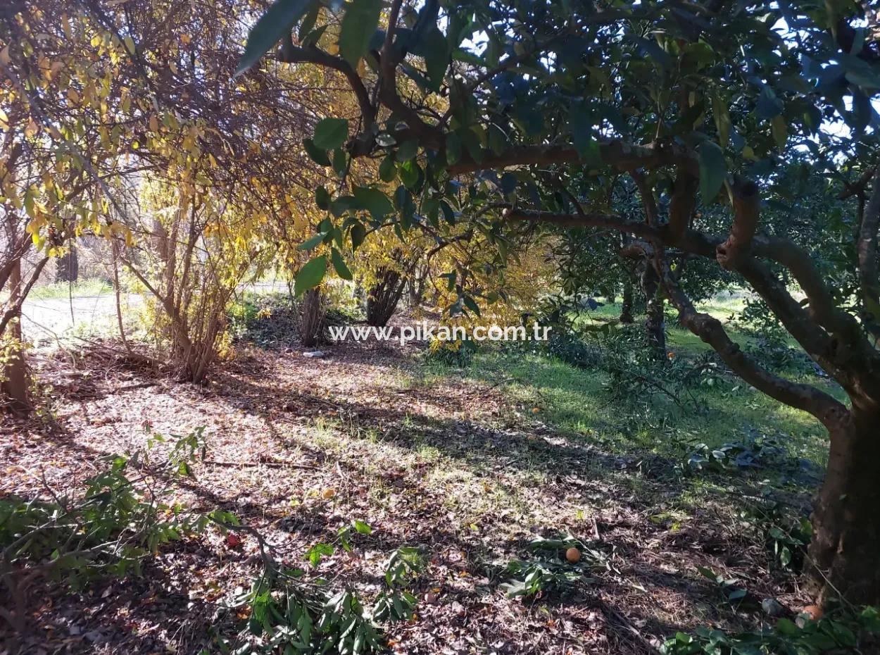 1000M2 Detached Land With 250 M2 Construction Right In Ortaca Okçular For Sale