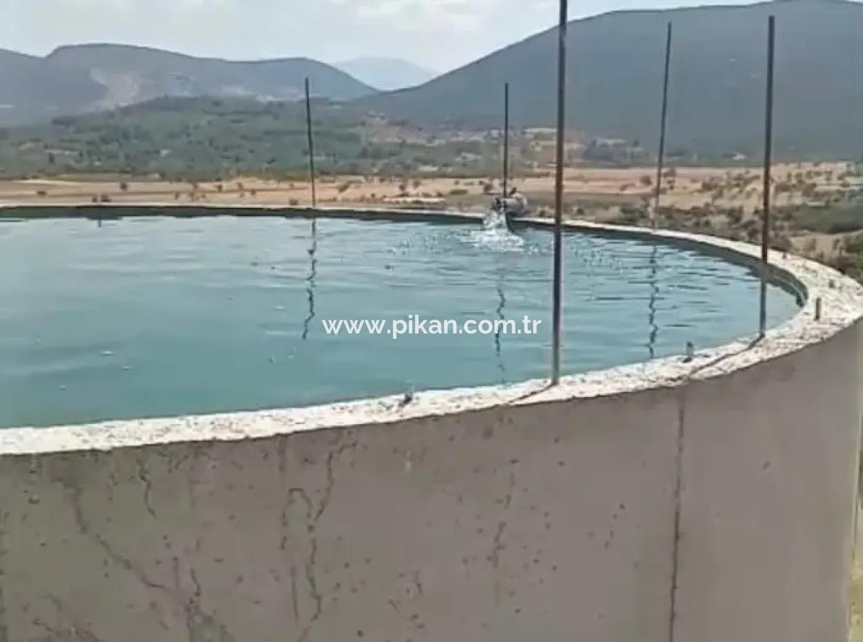 37.000 M2 Walnut Orchard In Denizli Tavas Ulukent For Sale