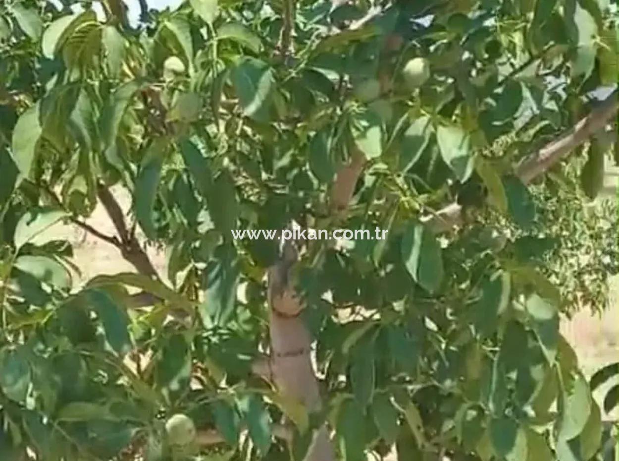 37.000 M2 Walnut Orchard In Denizli Tavas Ulukent For Sale